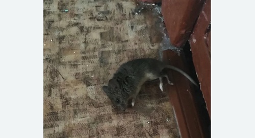 Дезинфекция от мышей в Молжаниновском районе Москвы